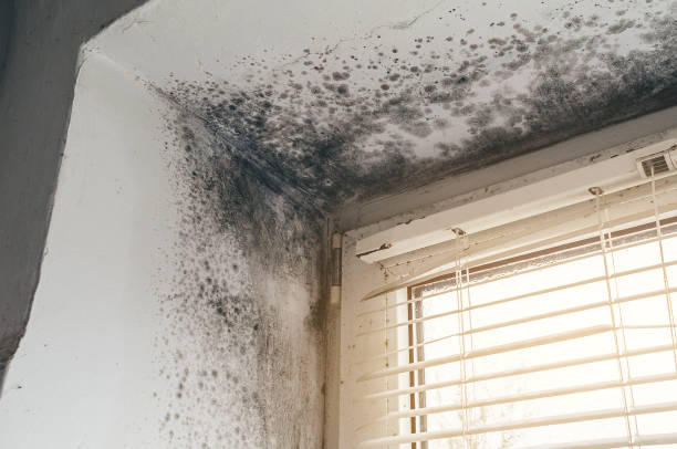 Affordable Bathroom Mold Removal solutions in Rapid City, MI